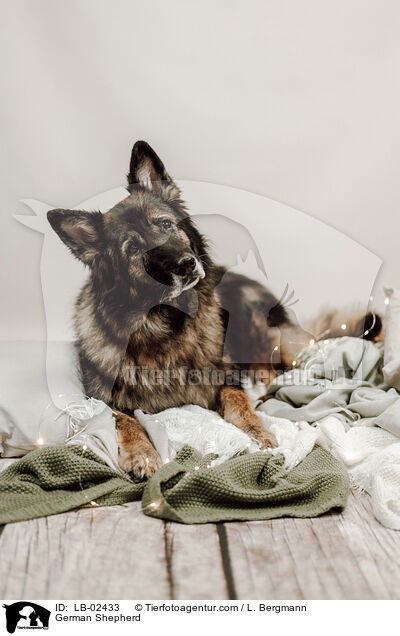 German Shepherd / LB-02433