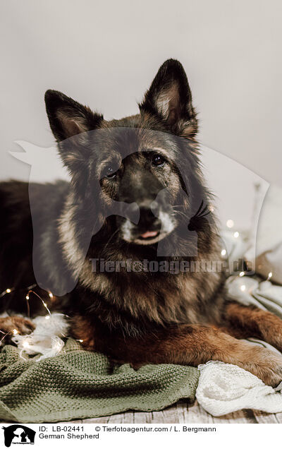 German Shepherd / LB-02441