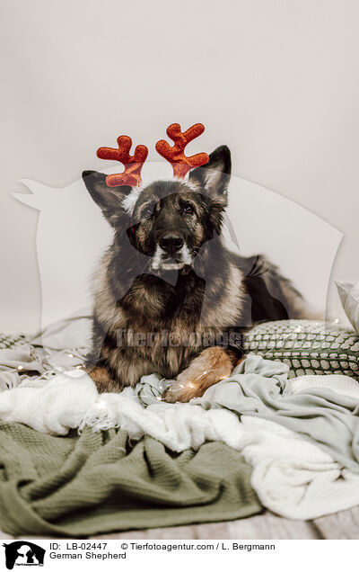 German Shepherd / LB-02447