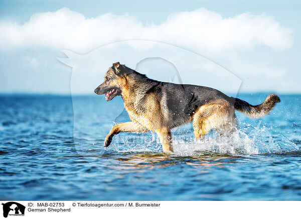 German Shepherd / MAB-02753