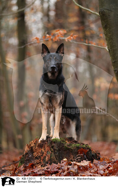 German Shepherd / KB-13011