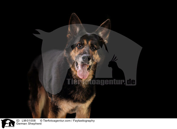 German Shepherd / LM-01008