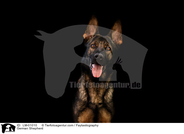 German Shepherd / LM-01010