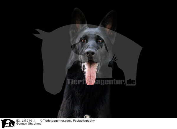 German Shepherd / LM-01011