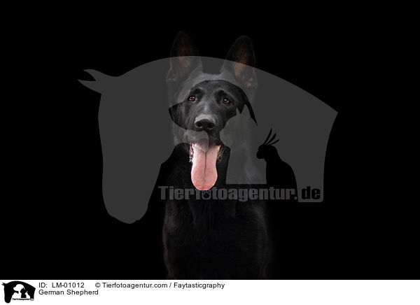 Deutscher Schferhund / German Shepherd / LM-01012
