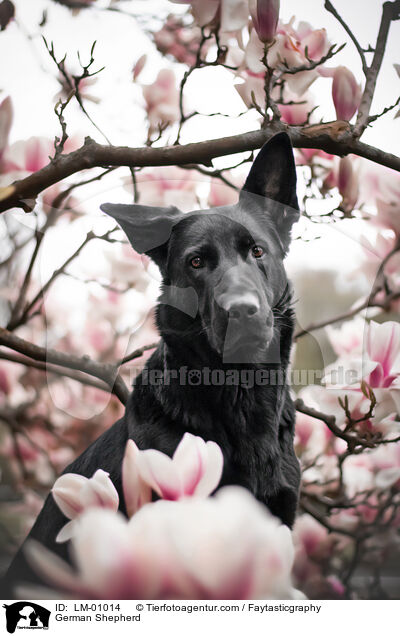 German Shepherd / LM-01014
