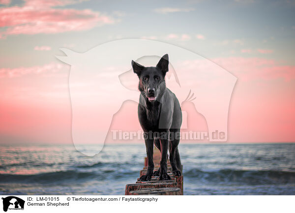German Shepherd / LM-01015