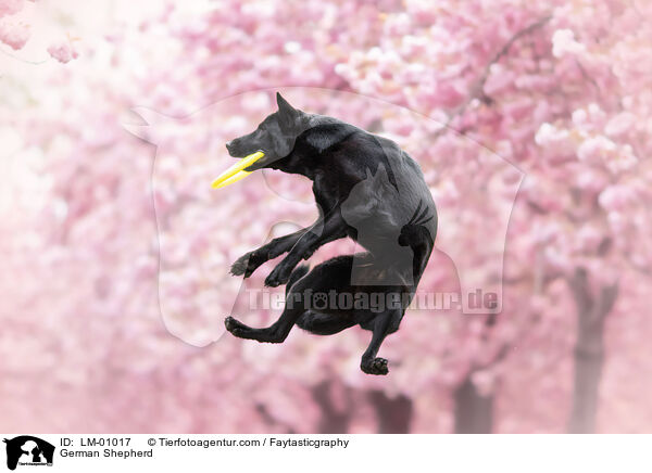 Deutscher Schferhund / German Shepherd / LM-01017