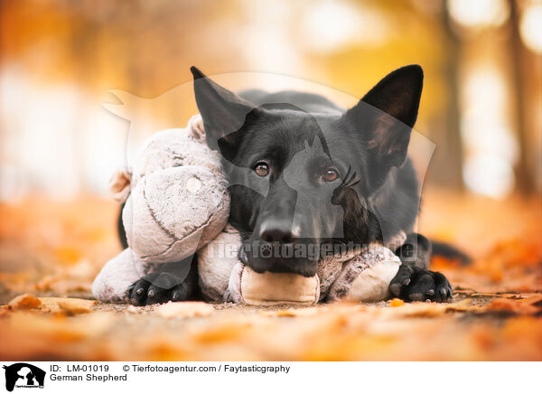 German Shepherd / LM-01019