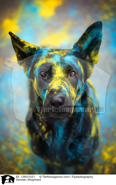 Deutscher Schferhund / German Shepherd / LM-01021