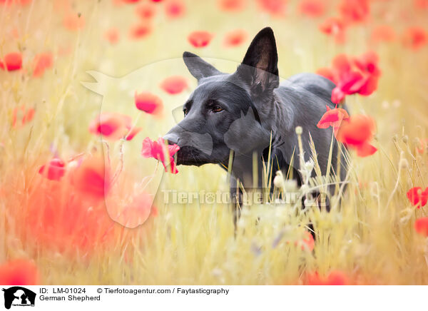 German Shepherd / LM-01024