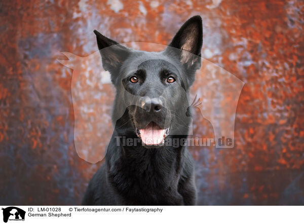 German Shepherd / LM-01028