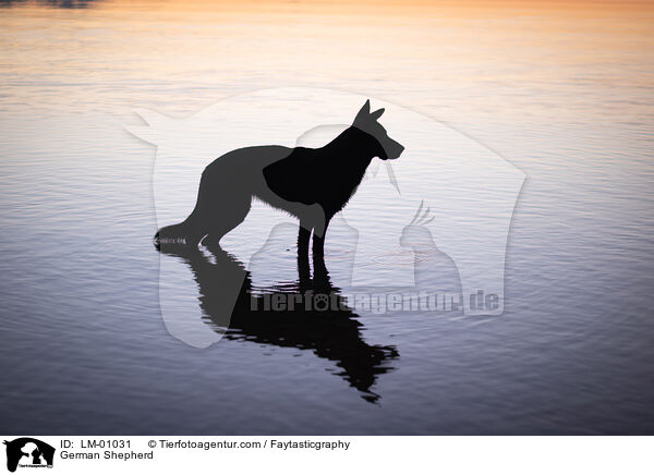 Deutscher Schferhund / German Shepherd / LM-01031