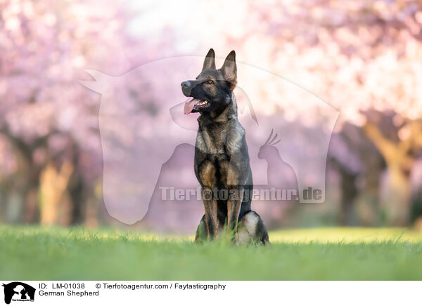 German Shepherd / LM-01038