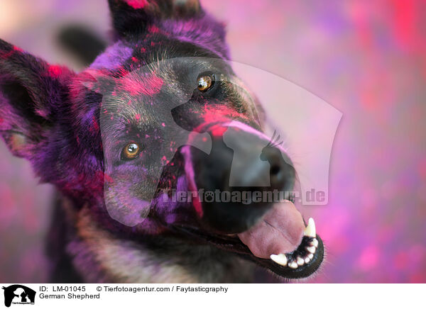 Deutscher Schferhund / German Shepherd / LM-01045