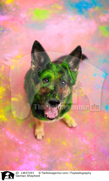 Deutscher Schferhund / German Shepherd / LM-01051