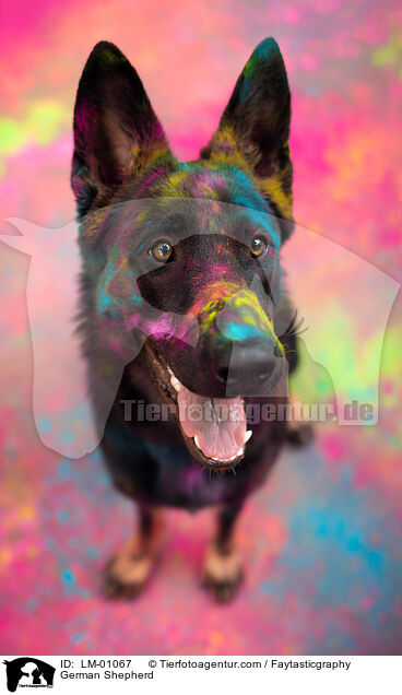 Deutscher Schferhund / German Shepherd / LM-01067