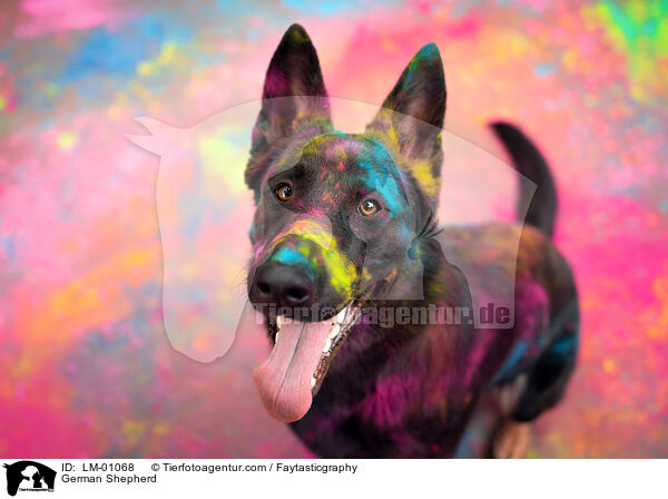 Deutscher Schferhund / German Shepherd / LM-01068