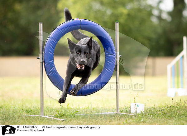 Deutscher Schferhund / German Shepherd / LM-01077