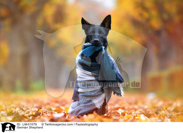 German Shepherd / LM-01079
