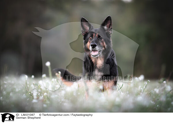 German Shepherd / LM-01087