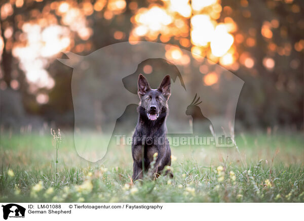 German Shepherd / LM-01088