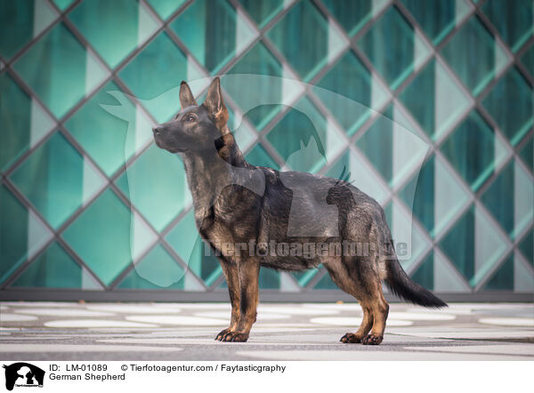German Shepherd / LM-01089