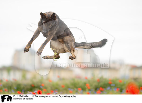 German Shepherd / LM-01094