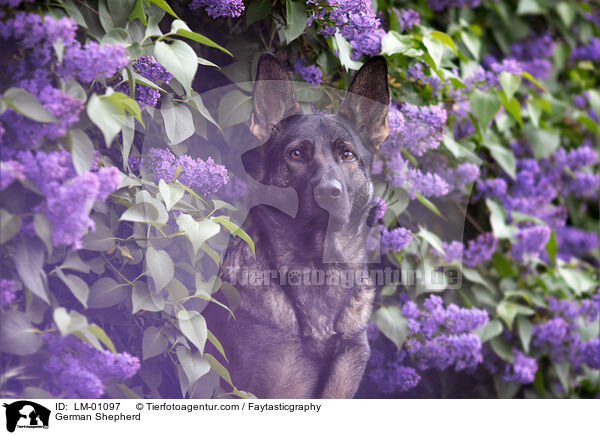 German Shepherd / LM-01097
