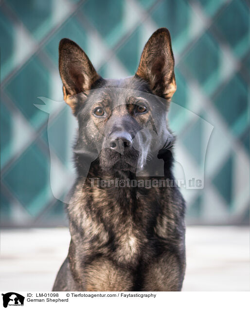 German Shepherd / LM-01098