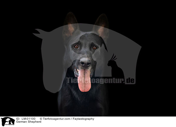 German Shepherd / LM-01100