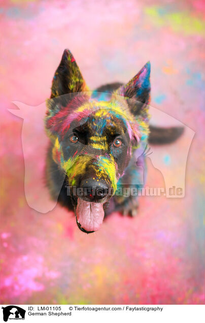 Deutscher Schferhund / German Shepherd / LM-01105