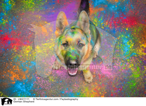 Deutscher Schferhund / German Shepherd / LM-01111
