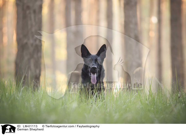 German Shepherd / LM-01113