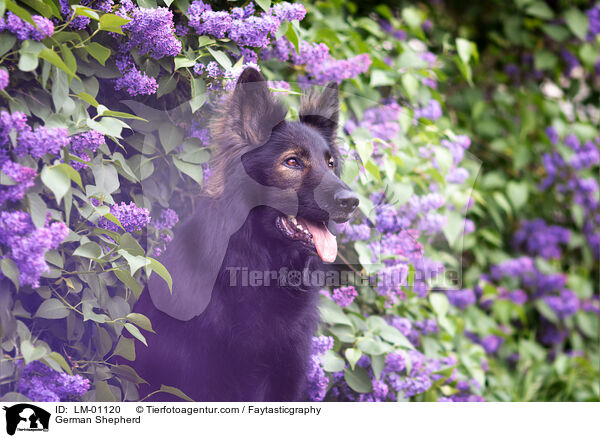 German Shepherd / LM-01120