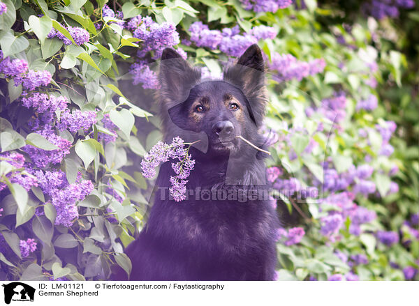 German Shepherd / LM-01121