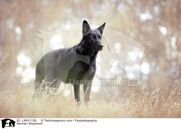 German Shepherd / LM-01126