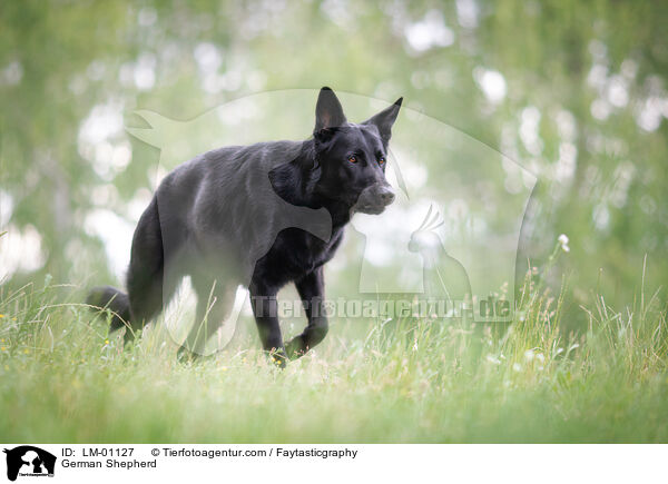 German Shepherd / LM-01127