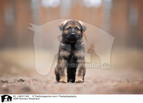 GDR German Shepherd / LM-01149