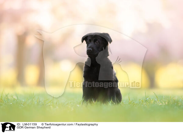DDR Deutscher Schferhund / GDR German Shepherd / LM-01159