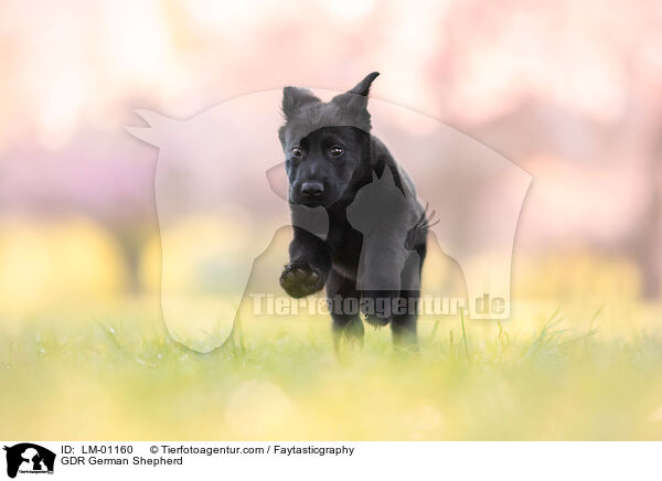 GDR German Shepherd / LM-01160