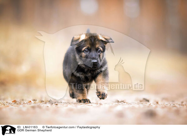 GDR German Shepherd / LM-01163