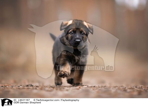 GDR German Shepherd / LM-01167