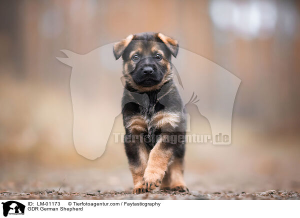 GDR German Shepherd / LM-01173