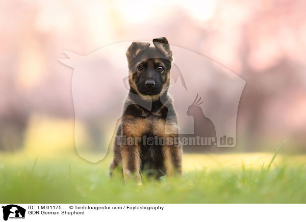 GDR German Shepherd / LM-01175