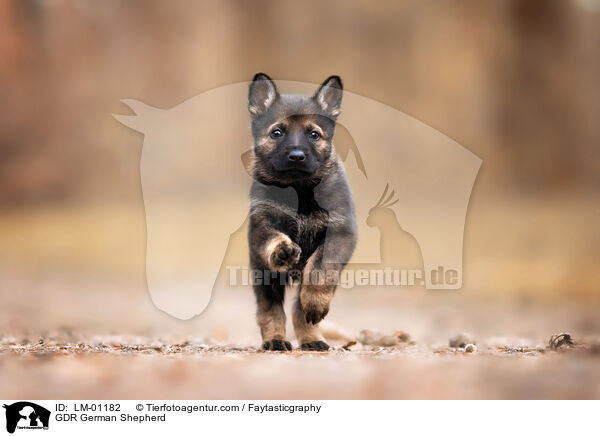 GDR German Shepherd / LM-01182