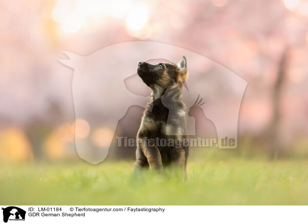 GDR German Shepherd / LM-01184