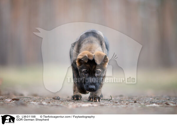 GDR German Shepherd / LM-01188