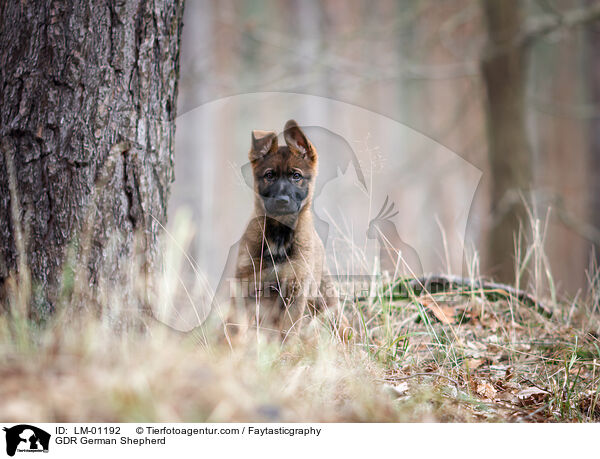 GDR German Shepherd / LM-01192