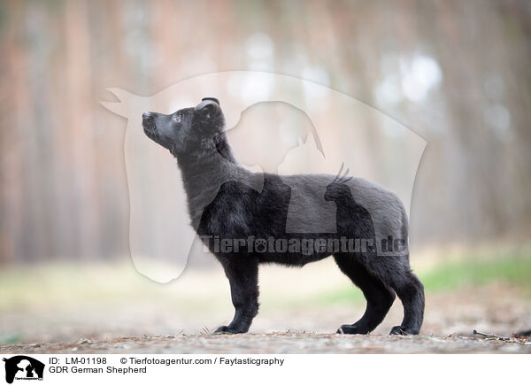 GDR German Shepherd / LM-01198